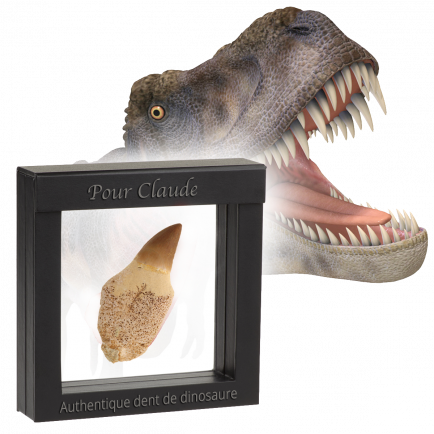 Authentique dent de dinosaure