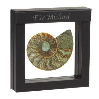 Original Ammonit - 350 Millionen Jahre alt
