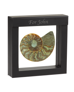 Original ammonite - 350 million years